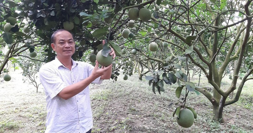 Ông Hướng mở rộng sang trồng cây ăn trái xuất khẩu.