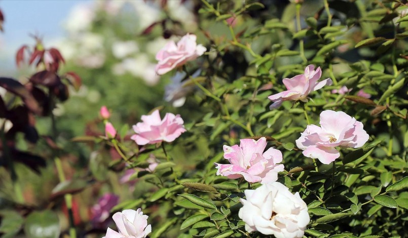 Lão nông ở Mê Kinh đã biến ruộng su hào, bắp cải thành vườn hồng cho thu nhập nửa tỷ đồng mỗi năm.