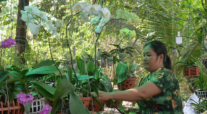 Chị Trang chăm sóc vườn hoa lan được kỳ công tạo dựng.
