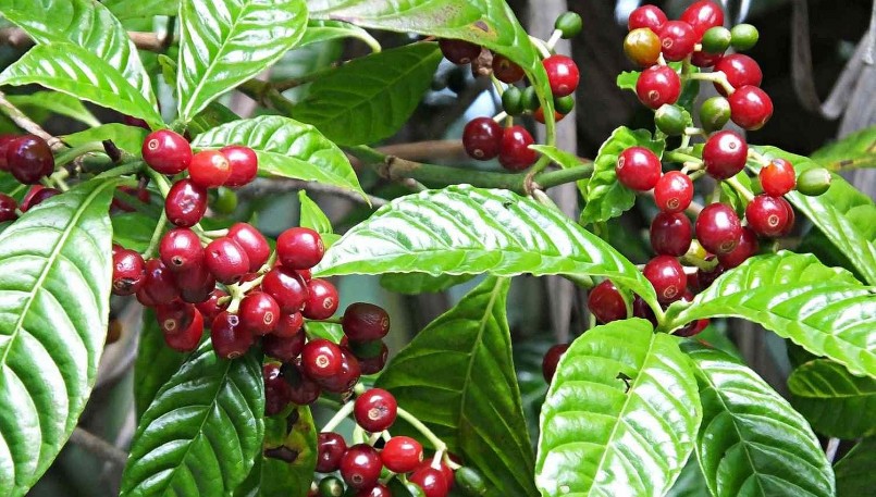 Giá nông sản hôm nay (13/6), cà phê giảm đồng loạt trên sàn kỳ hạn, trong đó, giá cà phê robusta giảm tiếp 0,81% về mức 2.706 USD/tấn.