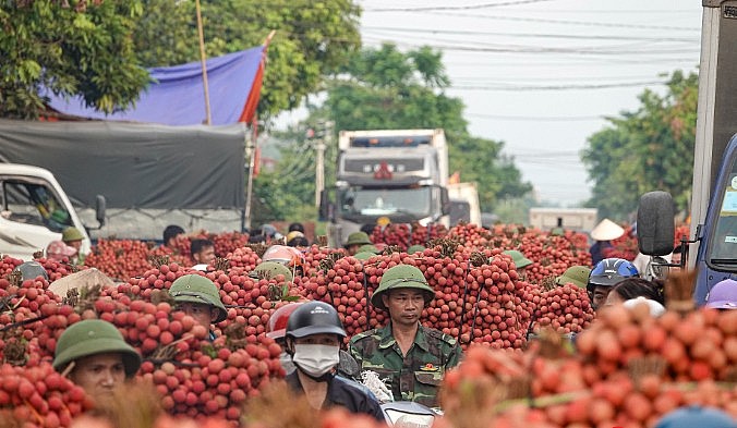 Thị trường vải thiều chín sớm tại Bắc Giang đang rất sôi động