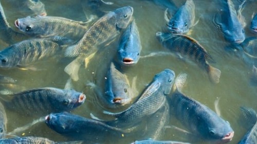 Loại cá nhiều người mua về ăn hóa ra dễ bị nhiễm kim loại, ăn bộ phận này dễ "rước độc" nhất