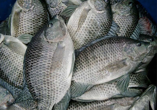 Loại cá nhiều người mua về ăn hóa ra dễ bị nhiễm kim loại, ăn bộ phận này dễ 