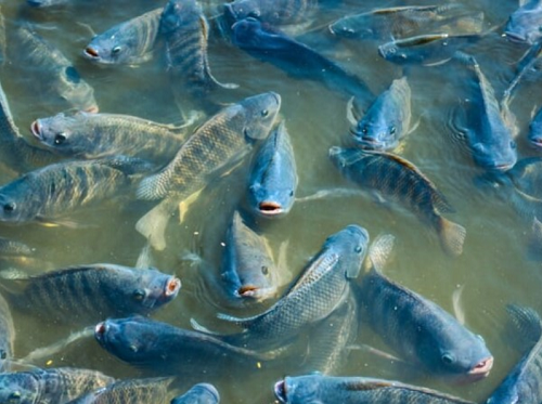 Loại cá nhiều người mua về ăn hóa ra dễ bị nhiễm kim loại, ăn bộ phận này dễ 