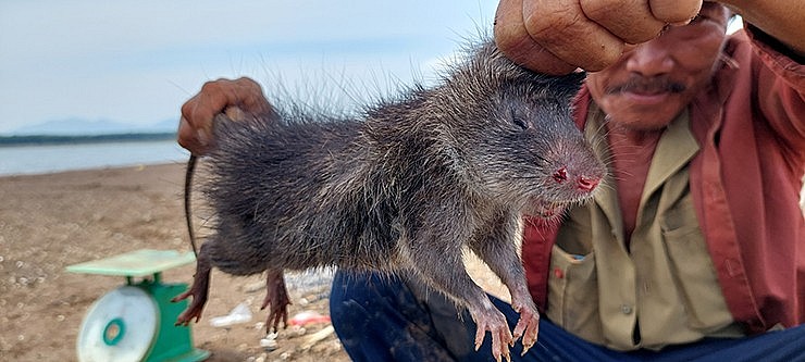 Chuột cống nhum là loại chuột lớn, có lông đen xám