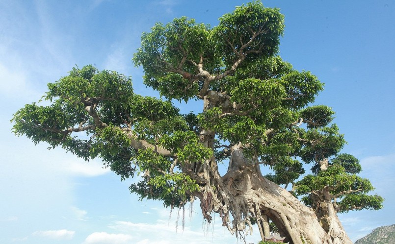 Do khai thác từ tự nhiên, thân cây lại lớn nên việc uốn nắn thay đổi dáng thế là không thể. Cây gồm một gốc lớn và một thân dáng hoành, một thân dáng trực hơi siêu.