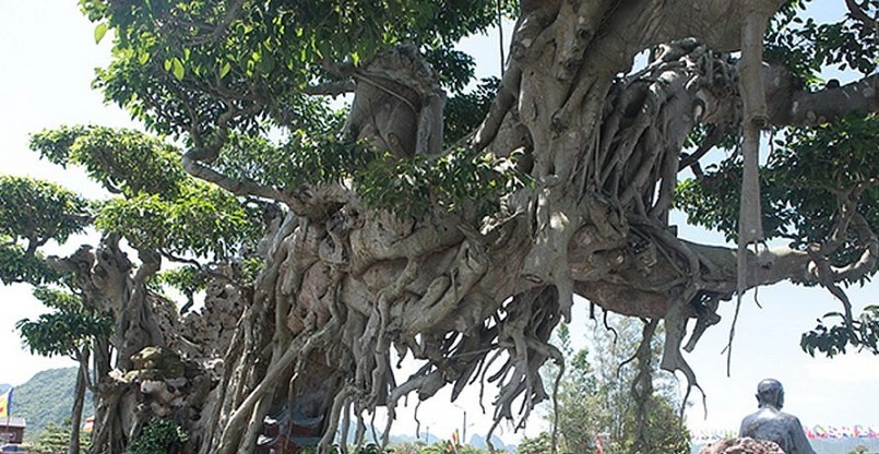 Trên thân hoành chủ cây vẫn để môt số rễ nhìn như nhũ đá, cắt lửng chứ không cắt hết để mọi người thấy cây mang vẻ đẹp tự nhiên vốn có.