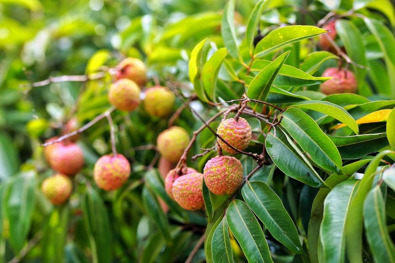 Hải Dương: Vải thiều chất lượng tăng cao, xuất khẩu đạt kết quả ấn tượng