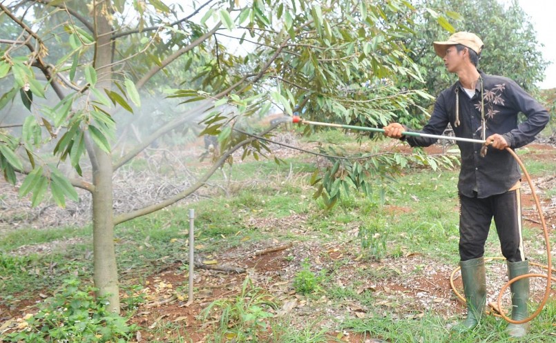 Nhiều nhà vườn trồng sầu riêng ở Đắk Nông tăng cường chăm sóc vườn để cây chống chịu với thời tiết bất thường.