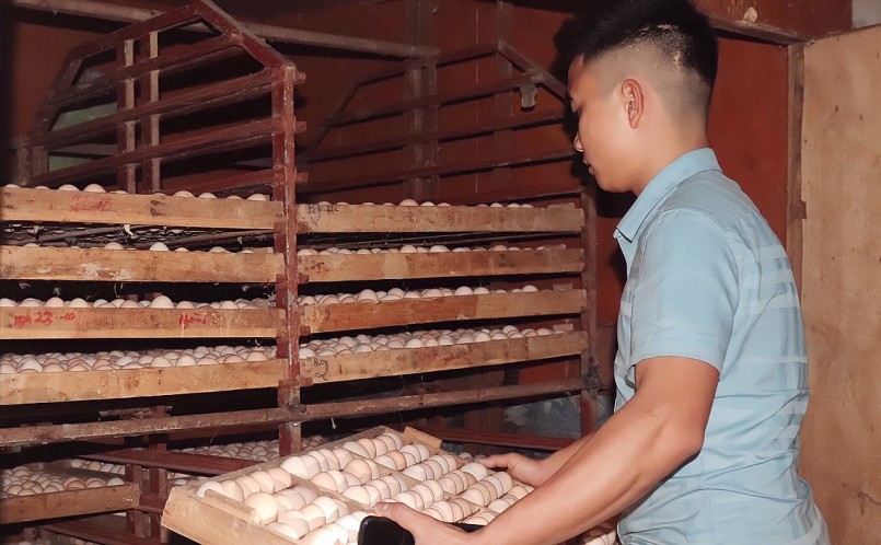 Anh Hiếu còn lắp đặt thêm 2 tủ ấp trứng, công suất mỗi tủ 25.000 quả để bán trứng gà lộn và sản xuất con giống cho khách hàng.