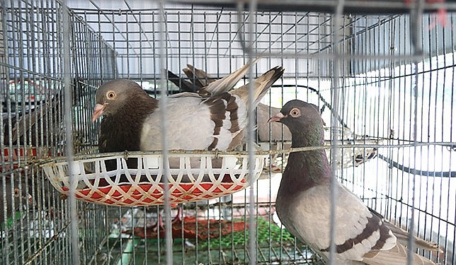 Mỗi chuồng, anh Trần Hoàng Việt nuôi hai chim giống để thuận lợi trong sinh sản và ấp trứng