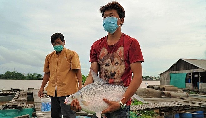 Nhân viên của ông Lý Văn Bon đang ôm con cá cầy nặng khoảng 20 kg.