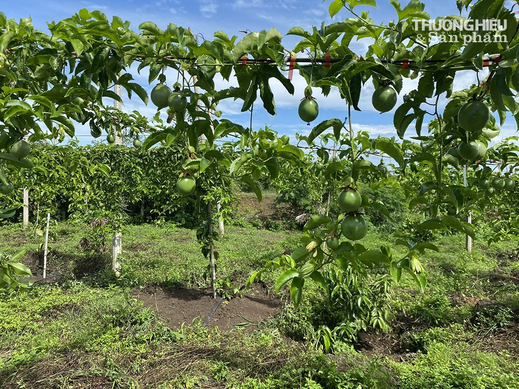 Nhiều nông dân ở huyện Cư Kuin chặt bỏ cây cà phê để trồng chanh dây, tuy nhiên giá loại sản phẩm này đang tuột dốc