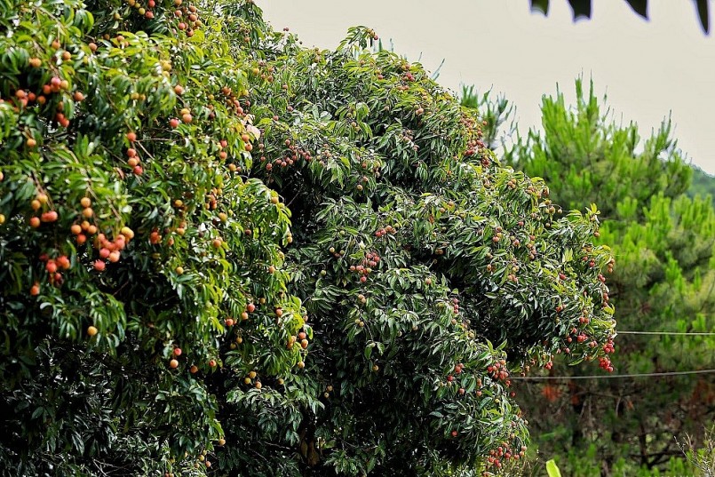 Hải Dương: Vải thiều chất lượng tăng cao, xuất khẩu đạt kết quả ấn tượng