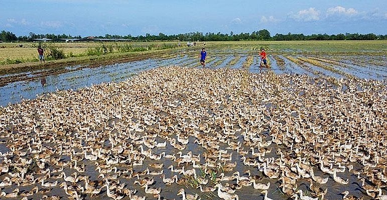 Nghề nuôi vịt chạy đồng khá phổ biến ở các tỉnh ĐBSCL.