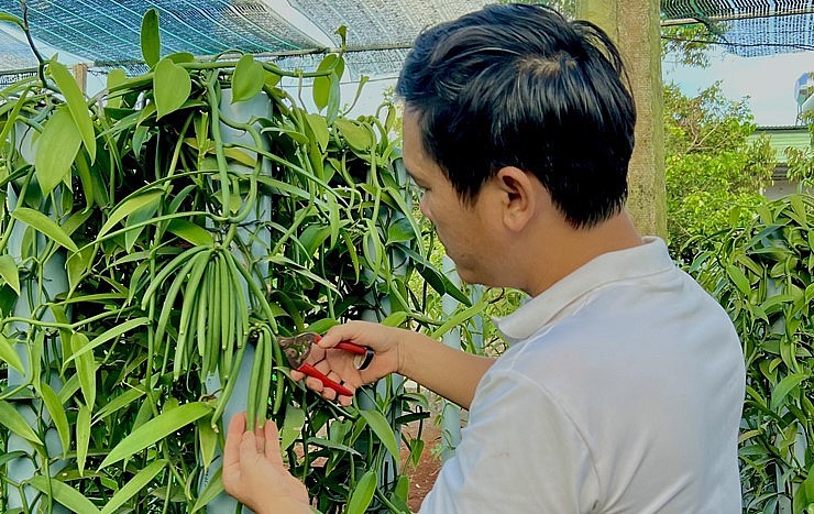 Với kinh nghiệm 7 năm của mình, anh Trung chia sẻ trồng cây vani có sự thích nghi và sức đề kháng rất cao trong điều kiện khí hậu Việt Nam.
