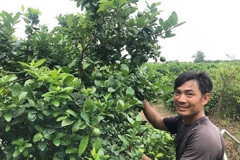 Trồng loại cây ra hoa tím ngắt, quả sai trĩu trịt bán sang tận nước ngoài, nhà nông thu tiền tỷ ngon ơ