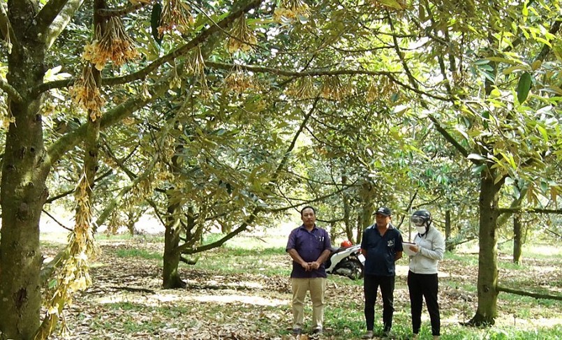 Anh Nguyễn Hải Điệp (giữa) chia sẻ kinh nghiệm trồng sầu riêng theo hướng VietGAP.