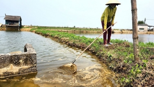 Tôm chết trắng đầm, người nuôi tôm ở Quảng Trị lao đao, phó mặc cho trời