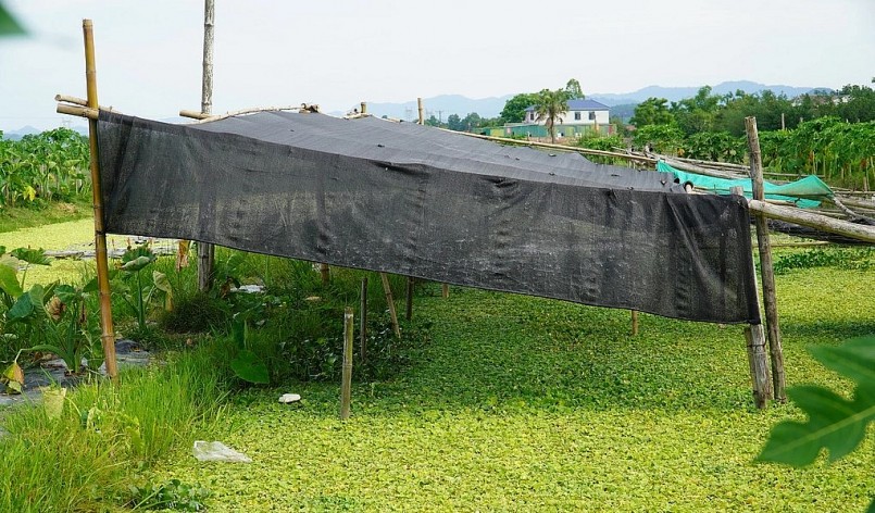 Tại trại nuôi ốc của anh Lộc được thả bèo dày đặc và bố trí các điểm che lưới để ốc trú nắng và mừa hè và giữ ấm vào mùa đông.
