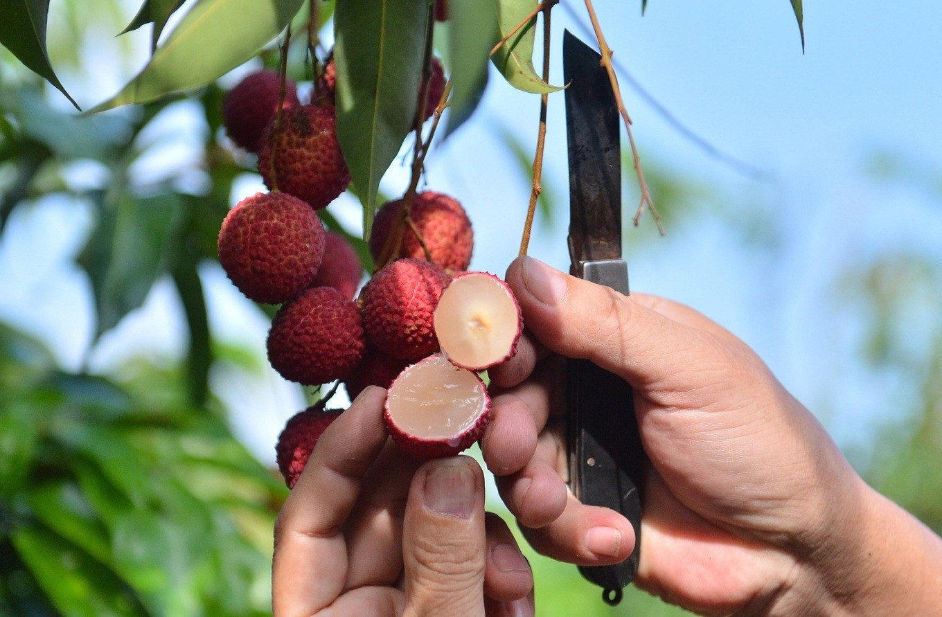 Thanh Hoá: Mở rộng vùng trồng vải thiều không hạt để xuất khẩu