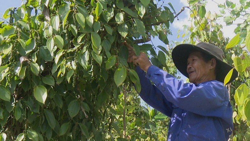 Giá nông sản hôm nay (18/6) Tuần qua, thị trường hồ tiêu có xu hướng đi lên. So với đầu tuần, các tỉnh trọng điểm ghi nhận mức tăng khoảng 1.000 - 1.500 đồng/kg.