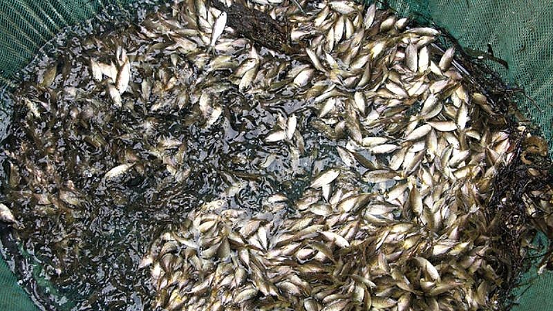 Loài cá “nhỏ mà có võ”, là nguyên liệu chế biến ra thứ mắm cay cay mặn mặn nổi danh xứ Huế