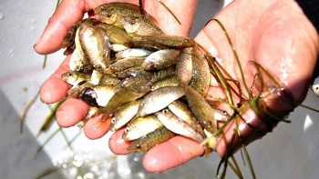 Loài cá “nhỏ mà có võ”, là nguyên liệu chế biến ra thứ mắm cay cay mặn mặn nổi danh xứ Huế