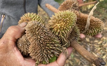 Trồng sầu riêng ở Quảng Ngãi năm ngoái quả lác đác thu bù được vài bao phân, năm nay mất trắng