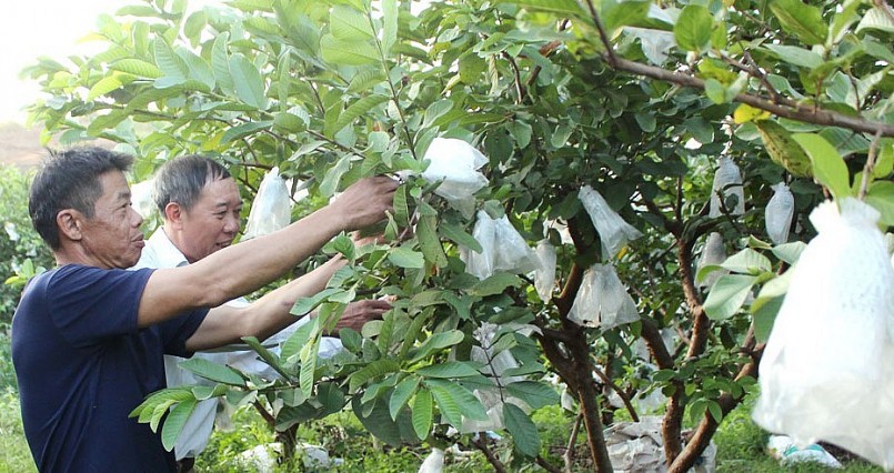 Gần 20 năm cây ổi lê Đài Loan bén duyên trên đất Linh Sơn đã giúp người dân nâng cao thu nhập.