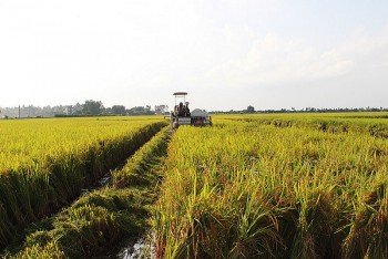 Hải Dương: Nhiều địa phương đã hoàn thành thu hoạch lúa đông xuân