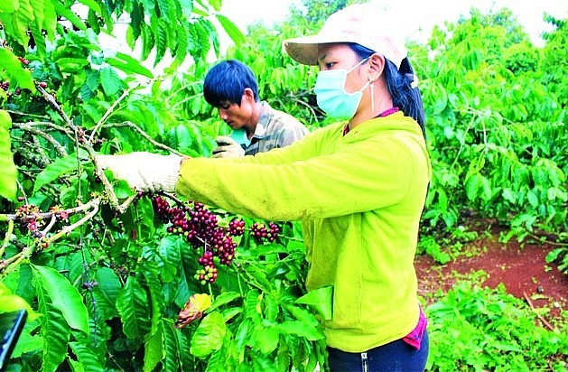 Cà phê là một trong những nông sản xuất khẩu chính của Việt Nam với gần 1,8 triệu tấn, mang lại giá trị hơn 4 tỷ USD.