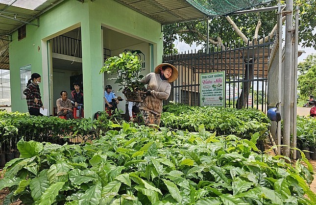 Người dân quay trở lại trồng cà phê khiến cây giống khan hiếm.