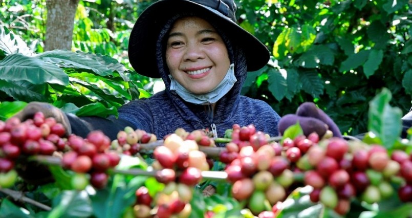 Nông dân Đắk Lắk ngày càng quan tâm đến sản xuất cà phê an toàn theo các tiêu chuẩn quốc tế.