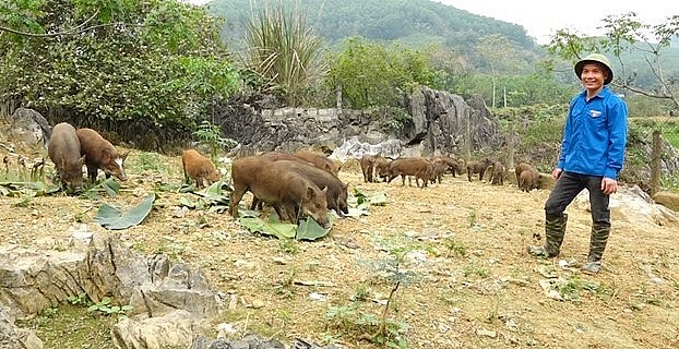 Anh Hoàng Văn Hòa với phương pháp nuôi lợn rừng lai độc đáo.