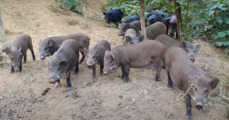 Nhiều hộ dân ở Phú Thọ phát triển nghề nuôi lợn rừng lai bán hoang dã.