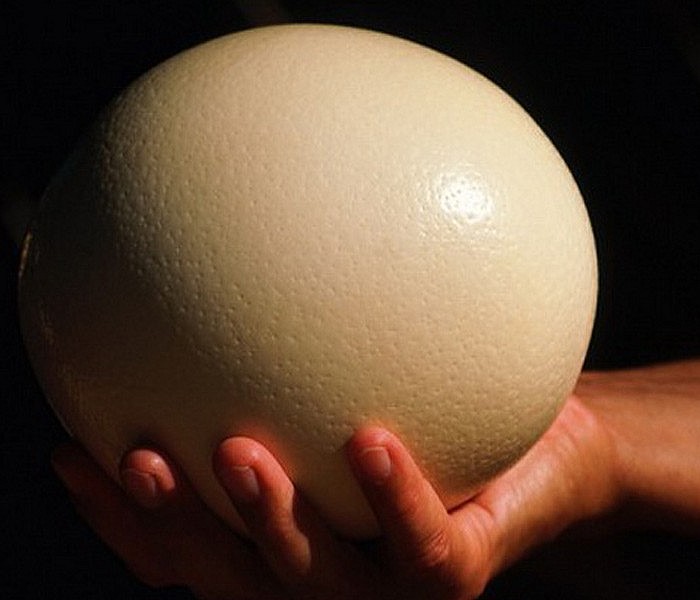 Trứng đà điểu có quả nặng đến 1,8kg