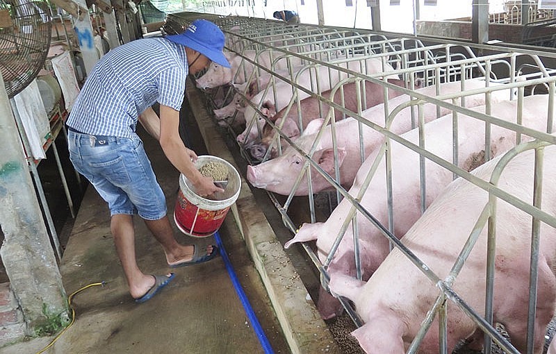 Giá heo hơi hôm nay (20/6),được dự báo sẽ tăng thêm khi nguồn cung đã cạn, tuy nhiên người nuôi vẫn thận trọng khi tái đàn.