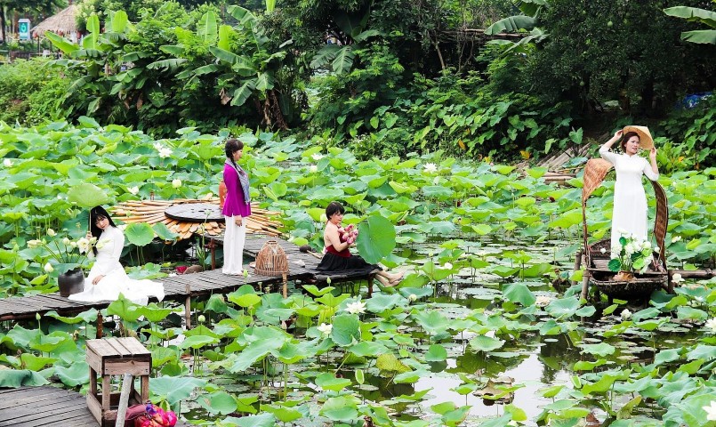 Một số đầm vẫn có khách tới chụp ảnh nhưng cũng kém sôi động, khách phải dùng hoa sen giả để thay thế sen hồng.