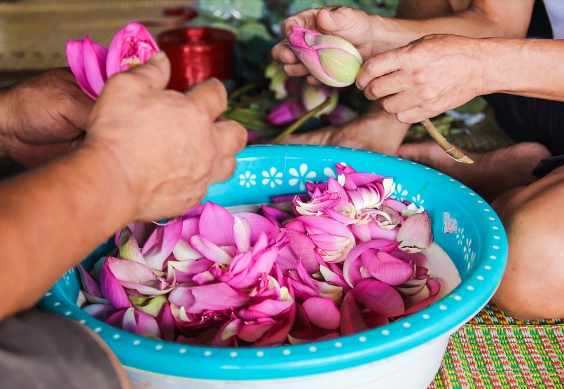 Chủ đầm thu hoạch hoa sen về ướp trà.