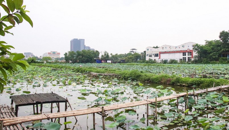 năm nay, tuy đã vào chính vụ nhưng sen hồng ở Hồ Tây không thu hút nhiều người tới chụp hình vì xuất hiện tình trạng sen “điểm khuyết” trong đầm.