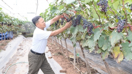 Không cần diện tích lớn, một nông dân ở Hưng Yên vẫn thu trăm triệu mỗi sào nho Hạ đen