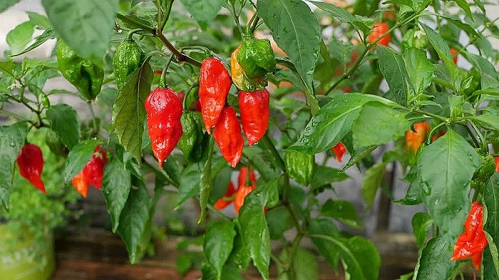 7 loại ớt siêu cay được ưa chuộng tại Việt Nam, có loại đắt nhất thế giới