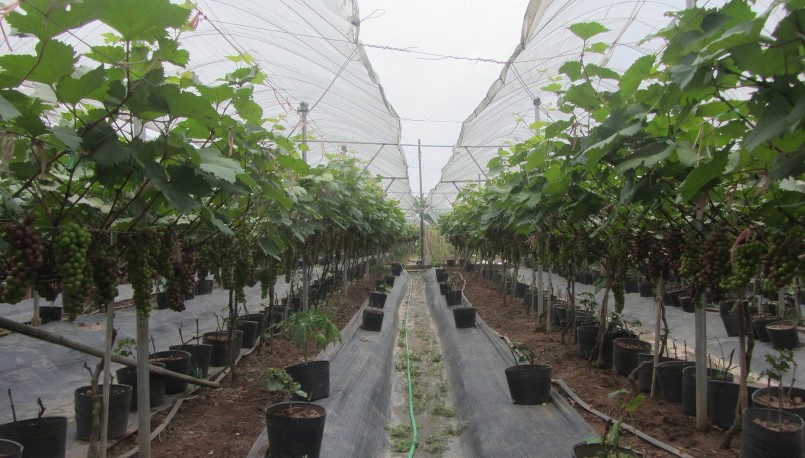 Dù mới trồng nho Hạ đen sang năm thứ 2 nhưng hiệu quả kinh tế đã thấy rõ.