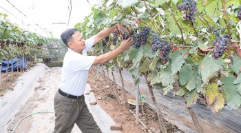 Không cần diện tích lớn, một nông dân ở Hưng Yên vẫn thu trăm triệu mỗi sào nho Hạ đen