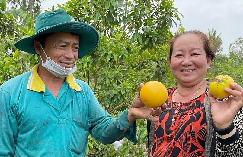 Từ một nông dân trồng lúa, anh Lương Văn Trung đã chuyển đổi sang trồng vú sữa Hoàng Kim, sau 2 năm đã thu trái ngọt.