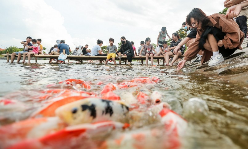 8 tấn cá Koi thả xuống hồ Đầm Đông cạnh phố Nhật Chiêu (Tây Hồ, Hà Nội) thu hút rất đông người dân Thủ đô.