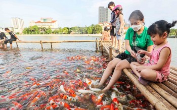 Giữa nắng hè dòng người vẫn chen chúc ngắm hồ cá Koi lớn nhất Hà Nội với 12 nghìn con đủ màu sắc