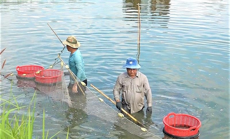 Đưa tôm càng xanh nuôi trên vùng đồi núi giúp người dân xã Trà Cổ tăng thu nhập.