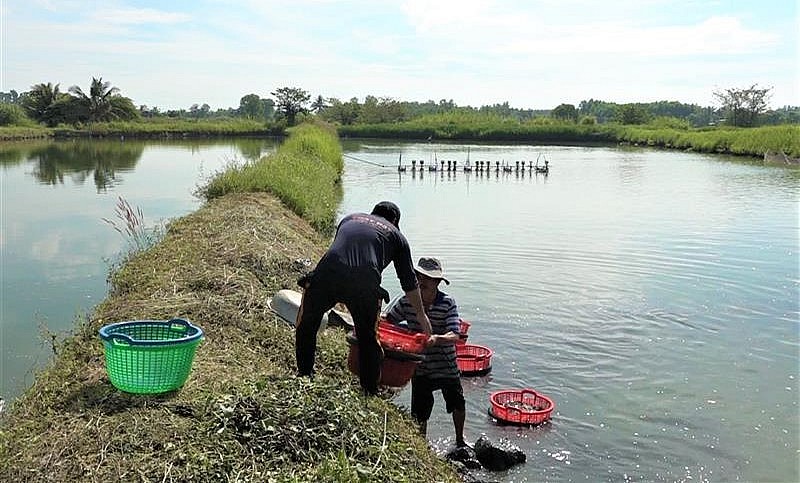 Con tôm càng xanh Trà Cổ có thương hiệu nhờ chất lượng đặc biệt.